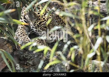 Jaguar liegt hinter Gras. Geflecktes Fell, getarnt lauert. Die große Katze ist ein Raubtier. Schauen Sie zum Betrachter. Tierfoto eines Jägers Stockfoto