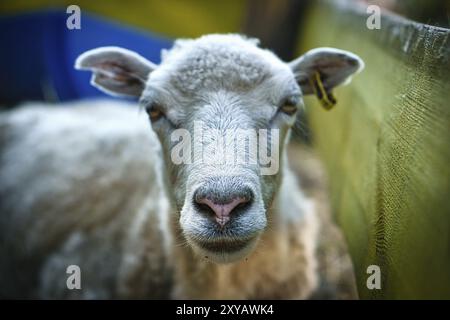 Schafschnauze komisch mit Augenkontakt zum Beobachter. Aufgenommen in brandenburg Stockfoto