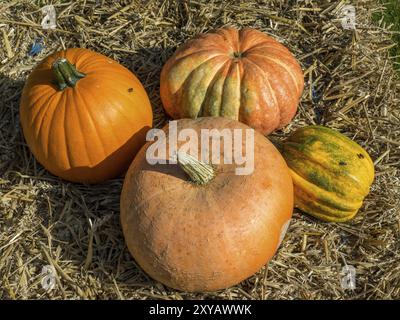 Vier verschiedene Kürbisse liegen auf Stroh im Herbstgarten, borken, münsterland, Deutschland, Europa Stockfoto