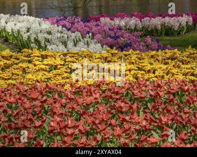 Herrliche Anpflanzung von Tulpen und Hyazinthen in verschiedenen Farben, entlang eines Sees in einem Park, Amsterdam, Niederlande Stockfoto