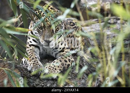 Jaguar liegt hinter Gras. Geflecktes Fell, getarnt lauert. Die große Katze ist ein Raubtier. Schauen Sie zum Betrachter. Tierfoto eines Jägers Stockfoto