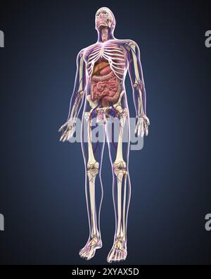 Gesamtaufnahme des männlichen menschlichen Körpers mit Organen, Arterien und Venen Stockfoto