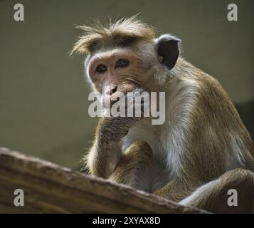 Rhesusaffe sitzt auf einem Ast und knabbert mit der Hand. Tierfoto eines Säugetiers Stockfoto