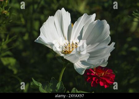 Weiße Blume mit schönen Blütenblättern, die individuell auf einer Blumenwiese dargestellt sind. Die Blume in der Wiese Bokeh Stockfoto