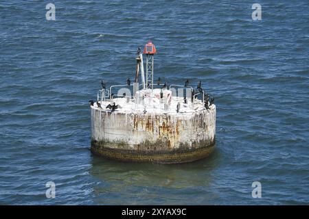 Kormorangruppe auf Betoninsel im Meer. Fischjäger ruhen sich aus. Schwarzes Gefieder. Tierfoto Stockfoto