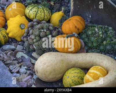 Verschiedene bunte Kürbisse auf Steinen angeordnet, umgeben von natürlichen Pflanzen und herbstlicher Atmosphäre, borken, münsterland, Deutschland, Europa Stockfoto