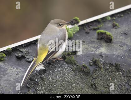 Junger grauer Bachstelz (Motacilla cinerea) auf einem Dach sitzender junger grauer Bachstelz (Motacilla cinerea) auf einem Dach Stockfoto