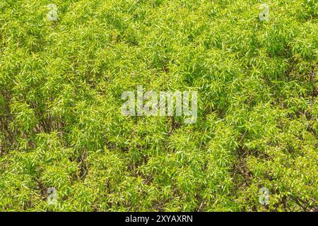 Grüne Weidenzweige mit Laubhintergrund. Hängende Weidenzweige mit grünen Blättern. Hintergrund von grünen Weidenblättern Stockfoto