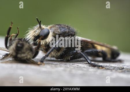 Gelbe Mordfliege oder gelbe Raubfliege mit einer Hummel als Beute. Das Insekt wird vom Jäger ausgesogen. Gelbe schwarze Haare bedecken den Jäger. Makro-sh Stockfoto