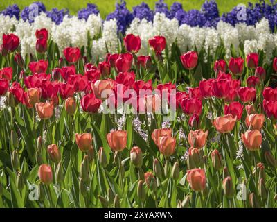 Buntes Blumenbeet mit roten Tulpen und weißen und blauen Hyazinthen auf einer grünen Wiese, Amsterdam, Niederlande Stockfoto