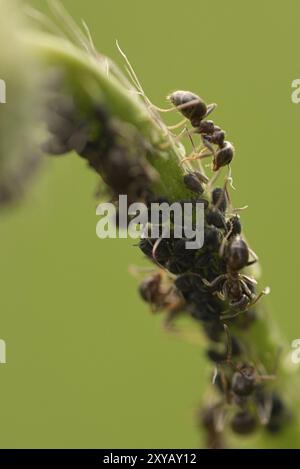 Beschäftigte Ameise in einer Makroaufnahme auf einem Blatt zusammen mit Blattläusen. Detailreiche Aufnahme des kleinen Insekts Stockfoto