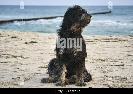 Goldendoodle-Hund sitzt am Strand der Ostsee. Schwarzer und brauner Mantel. Groyne und Meer im Hintergrund. Tierfoto von der Küste Stockfoto