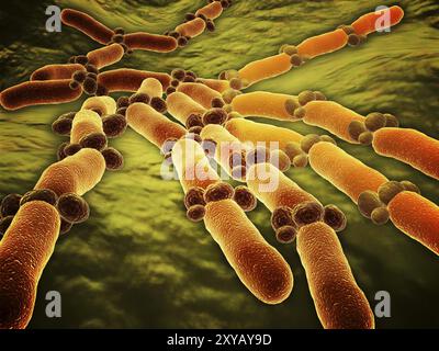 Das konzeptionelle Bild von Candida albicans. Candida albicans ist ein diploider Pilz, der sowohl als Hefe- als auch als Filamentzellen wächst und ein ursächlicher Opport-Erreger ist Stockfoto