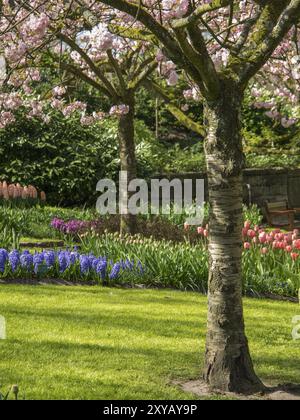 Gepflegte Blumenbeete mit bunten Tulpen unter blühenden Kirschbäumen im Frühjahr, Amsterdam, Niederlande Stockfoto