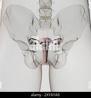 Dreidimensionale Ansicht des weiblichen Fortpflanzungssystems, untere vordere Nahaufnahme Stockfoto
