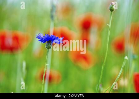 Kornblumenblume Single auf einem Mohn Feld. Blau leuchten die Blütenblätter. Detailaufnahme aus natürlicher Umgebung. Rote Farbflecken im Hintergrund Stockfoto