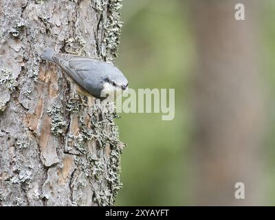 Nuthatch, auf einem Baumstamm auf der Suche nach Nahrung. Kleiner grauer und weißer Vogel. Tierfoto aus der Natur Stockfoto