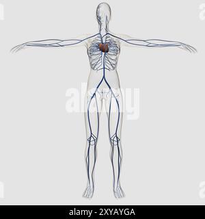 Medizinische Illustration des weiblichen Kreislaufsystems mit Herz und Venen sichtbar, Ganzkörpersicht Stockfoto