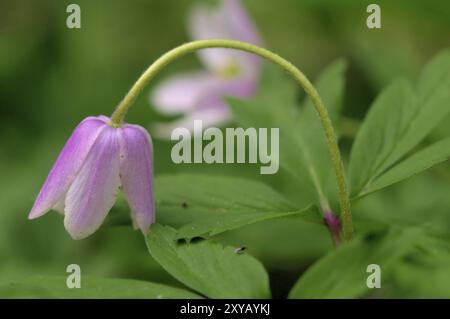 Holzanemone (Anemone nemorosa) Holzanemone Adobe RGB Stockfoto