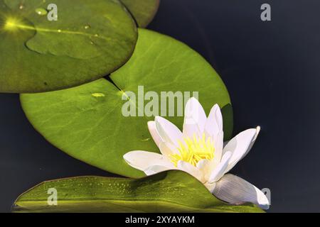 Weiße Seerose auf einem schwedischen See. Hier hat jeder See diese schönen Blumen Stockfoto