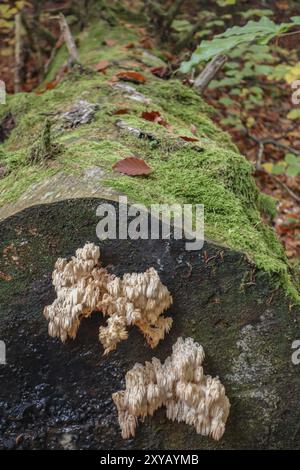 Baumstamm im Wald mit Moos und Pilzen im Detail, oberstaufen, allgäu, bayern, deutschland Stockfoto