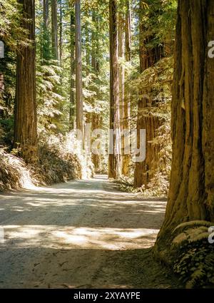 Hohe Bäume säumen die staubige, unbefestigte Howland Hill Road, die sich durch den Redwood Forest im Jedidiah Smith State Park, Kalifornien, schlängelt. Stockfoto