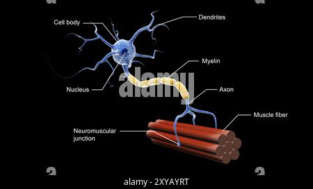 Medizinische Darstellung der Struktur eines Motoneurons Stockfoto
