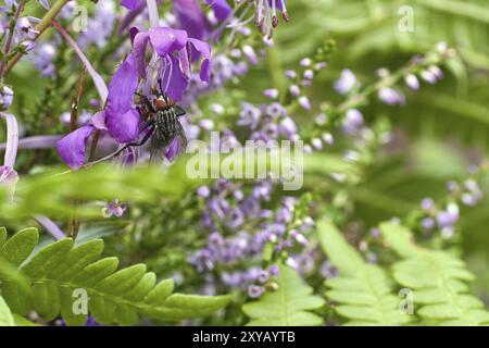 Das Fleisch fliegt im Blumenstrauß, der während der Fütterung genommen wird. Rosa Blüten und grüne Blätter. Haarige Beine in schwarz und grau. Insektenfütterung. Makroaufnahme einer Fliege Stockfoto