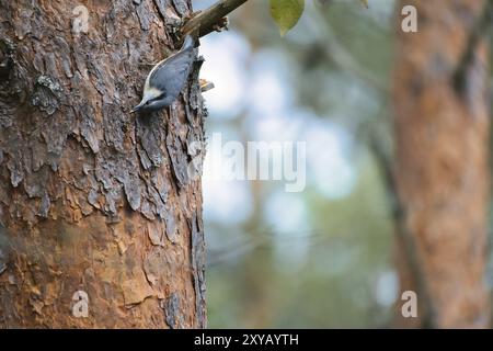 Nuthatch, auf einem Baumstamm auf der Suche nach Nahrung. Kleiner grauer und weißer Vogel. Tierfoto aus der Natur Stockfoto