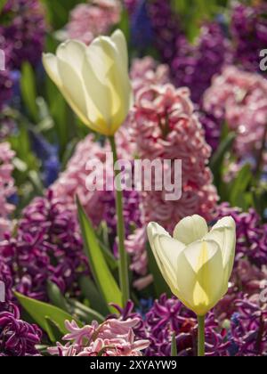 Weiße Tulpen tauchen aus einem farbenfrohen Blumenbeet aus rosa und violetten Hyazinthen auf, umgeben von grünen Blättern, Amsterdam, Niederlande Stockfoto