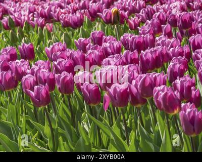 Dicht bepflanzte Felder voller violetter Tulpen in voller Blüte, die das gesamte Gebiet bedecken, Amsterdam, Niederlande Stockfoto