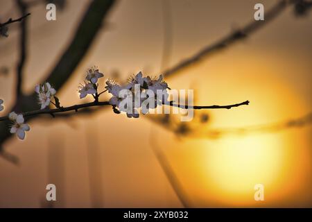 Kirschblüten im Vordergrund bei romantischem Sonnenuntergang vor einer Wiese. Naturfoto Stockfoto