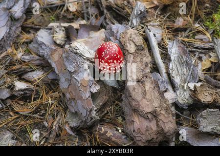 Kröten am Boden eines Nadelwaldes im Wald. Giftiger Pilz. Rote Mütze mit weißen Flecken. Nahaufnahme der Natur im Wald Stockfoto