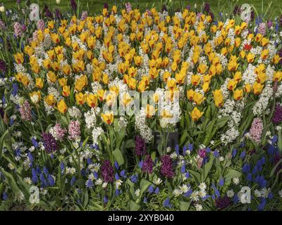 Viele farbenfrohe Tulpen und Hyazinthen in einem Blumenbeet im Frühjahr, Amsterdam, Niederlande Stockfoto