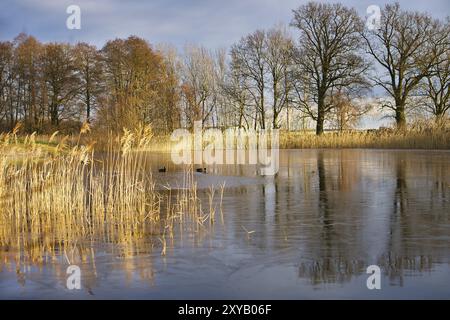 Frostiger See mit Kot im eisfreien Bereich. Bäume am Rand und Schilf im gefrorenen See. Sonnenschein und dramatischer Himmel. Landschaftsfoto von Brandenbur Stockfoto