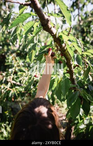 Rückansicht eines kleinen Mädchens, das an einem sonnigen Tag Kirschen vom Baum auf der Farm sammelt Stockfoto