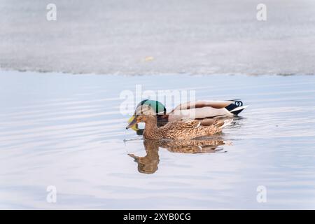 Ein paar Stockenten schwimmen im Fluss. Mallard Enten, lateinischer Name Anas platyrhynchos, männlich und weiblich Stockfoto