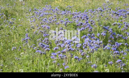 Kleebeld auf einer Wiese. Blumenwiese in grün und rosa. Pflanzen aus der Natur. Querformat Stockfoto