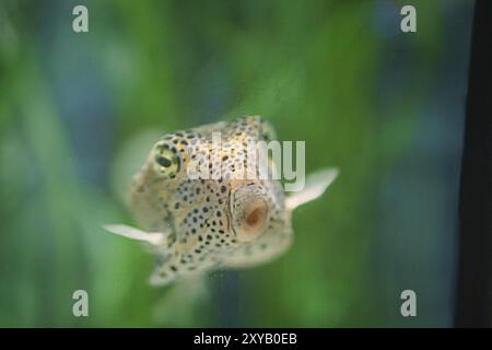 Kleine gefleckte Kugelfische in grünem Salzwasser. Fischarten aus dem Meer. Nahaufnahme eines Unterwassertiers Stockfoto