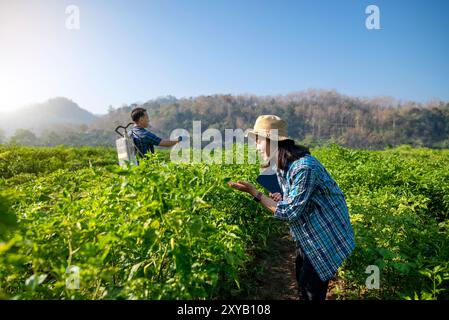 Indonesische Bauern pflegen ein Feld mit Chili-Pflanzen. Sie ist glücklich und genießt ihre Zeit auf dem Feld Stockfoto