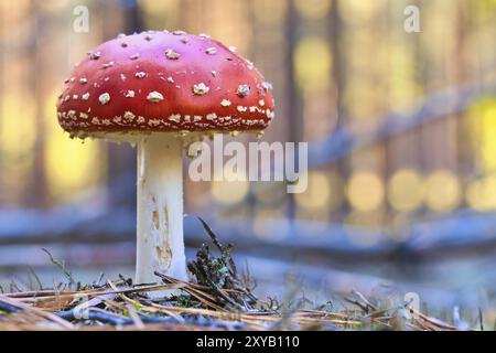 Kröten am Boden eines Nadelwaldes im Wald. Giftiger Pilz. Rote Mütze mit weißen Flecken. Nahaufnahme der Natur im Wald Stockfoto