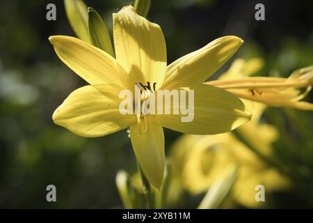 Wunderschöne gelbe Lilie mit wunderschönem Bokeh. Grüne Blätter vervollständigen die Farbharmonie. Blumenfoto. Naturaufnahmen Stockfoto