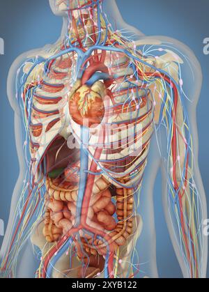 Transparenter menschlicher Körper mit Herz- und Hauptkreislaufstellung mit inneren Organen, Nervensystem, Lymphsystem und Kreislaufsystem Stockfoto