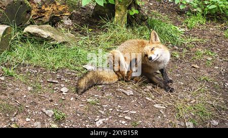 Fox in Nahaufnahme, der den Betrachter ansieht. Das Tier hat keine Angst und sieht interessiert aus. Tierschuss Stockfoto