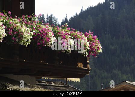 Petunia, Petunia Stockfoto