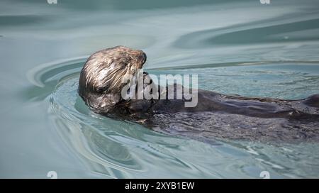 Seeotter füttern im Hafen von Seward in Alaska Stockfoto