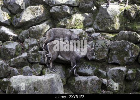 Steinhörner Stockfoto