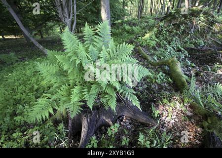 Farn auf Baumstumpf Stockfoto