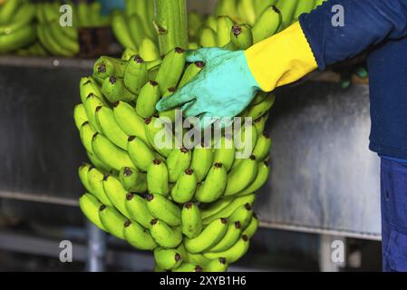 Bediener, der Bananenbündel in einer Verpackungsanlage schneidet Stockfoto