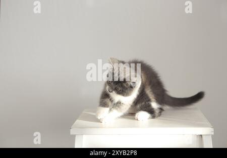 Süße kleine Britisch Kurzhaar Kätzchen auf dem Stuhl plaing mit dem Sonnenlicht Stockfoto